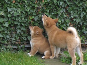Kiwa och Eto undersöker murgrönan i häcken