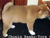 Chonix-Reeko-Toya-6-veckor