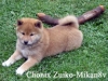 Chonix-Zuiko-Mikan8v