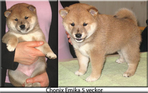 Chonix-Emika-5-veckor
